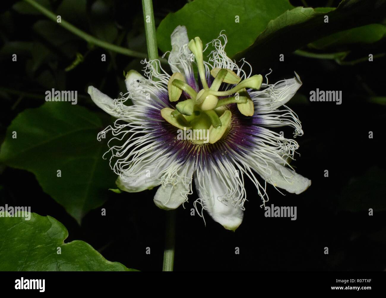 Passion fruit flower hires stock photography and images Alamy