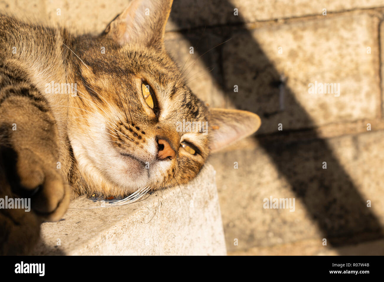Cute Tabby Cat relaxing on a doorstep in the sun Stock Photo - Alamy