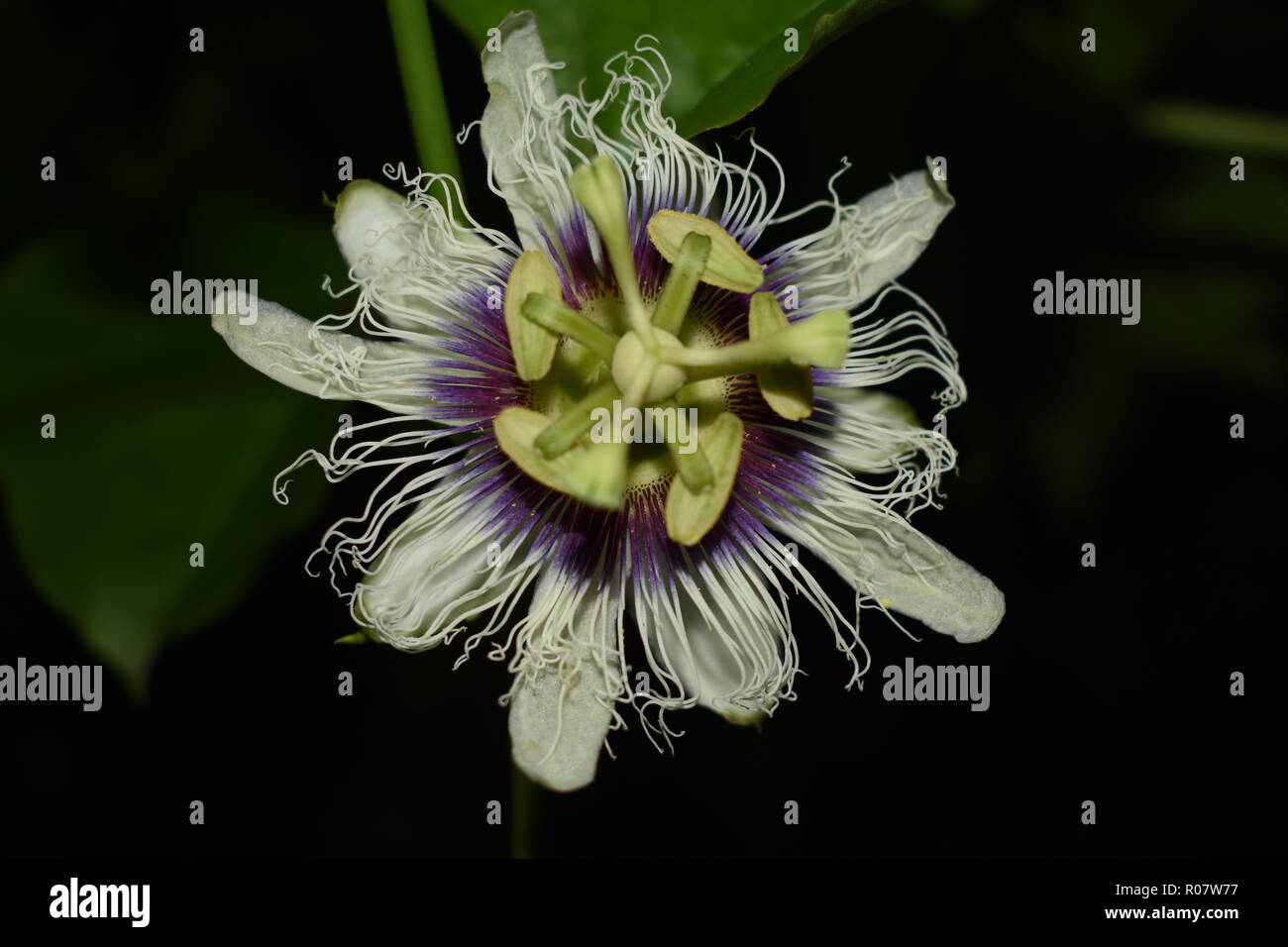 a beautiful passion fruit flower close up Stock Photo Alamy
