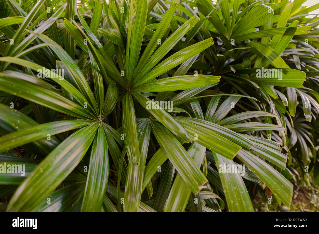 tropical leaves plants in a exotic flowerbed with tropical plants on a roof-deck botanic garden Stock Photo