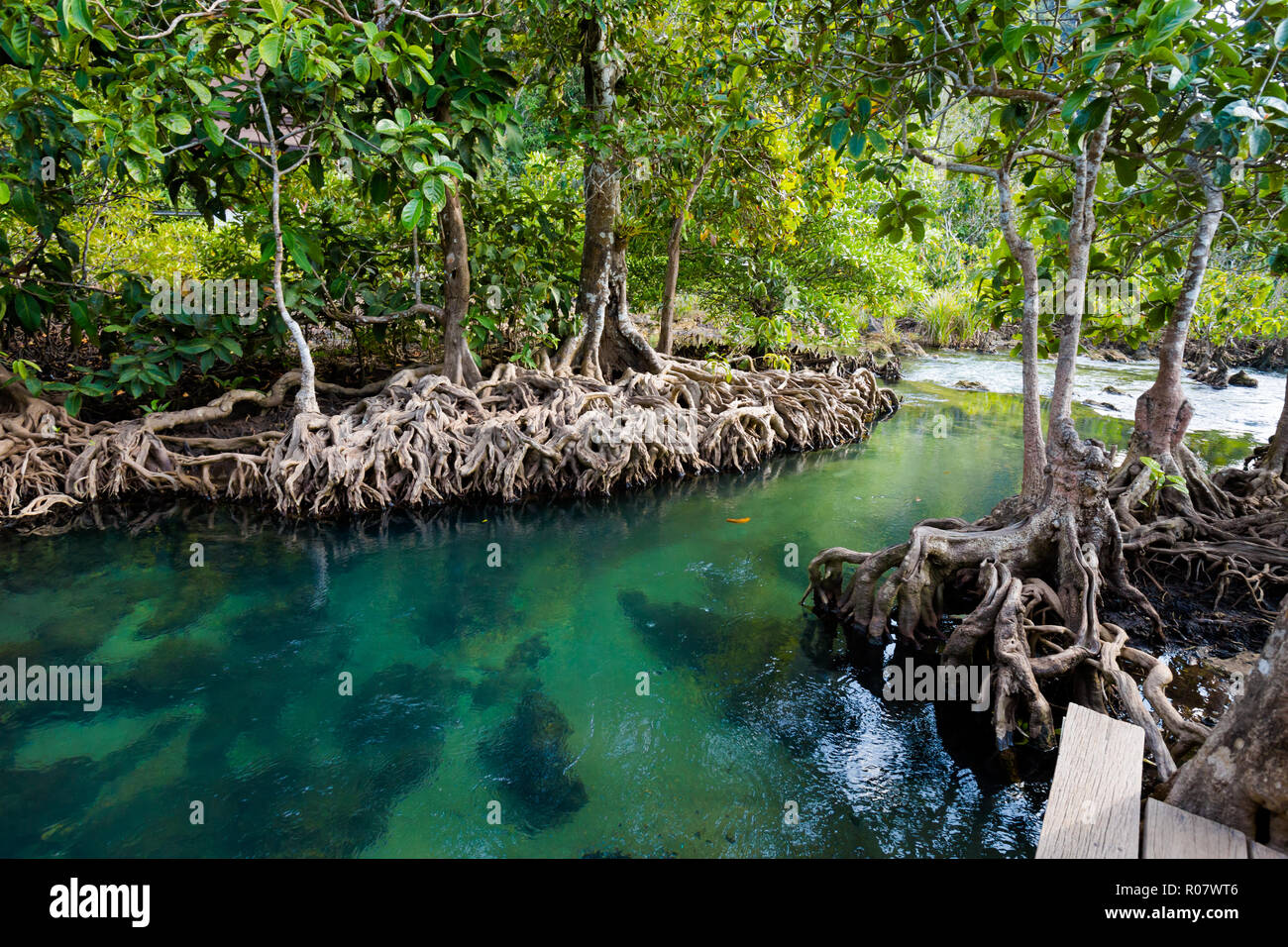 Tha Pom Khlong Song Nam in Krabi in southern Thailand. Landscape taken in beautiful mangrove reserve in south east Asia. Stock Photo
