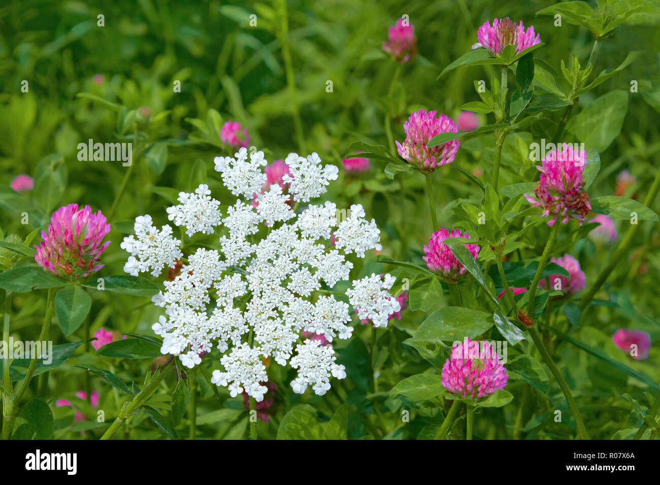 Clover and plant of Apiaceae family flowering in a meadow Stock Photo