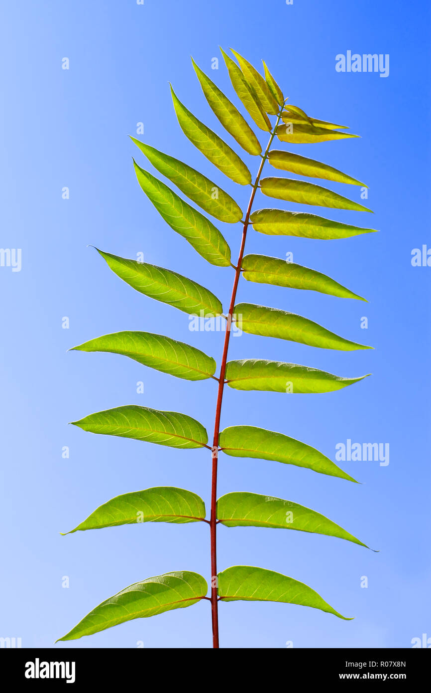 Sumac tree hires stock photography and images Alamy