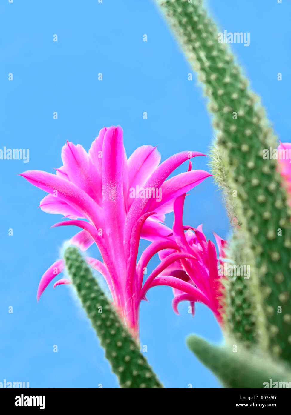A cactus flowers on a blue background Stock Photo