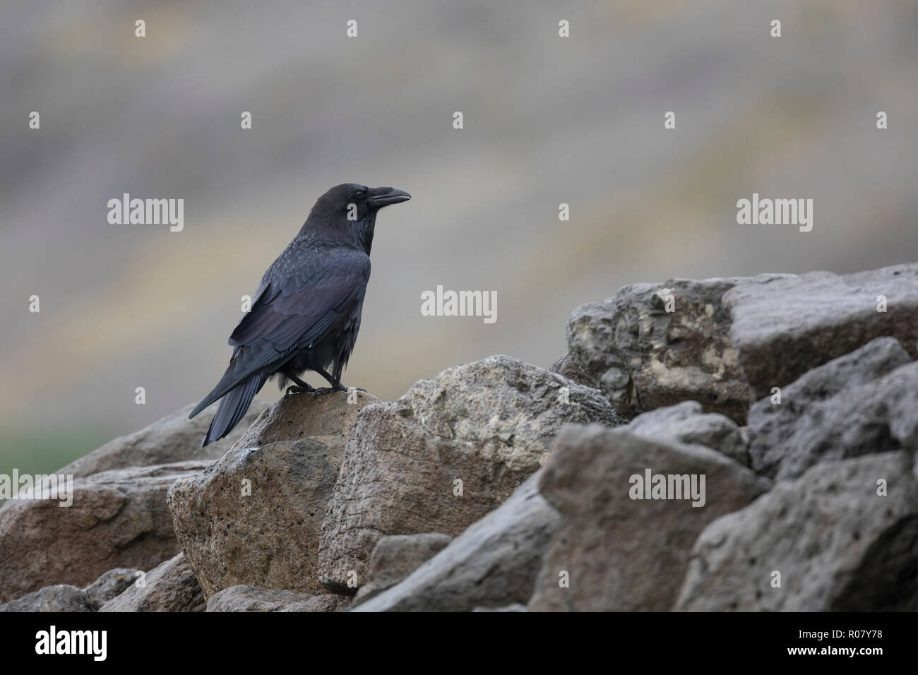 Kolkrabe, Kolk-Rabe, Kolk, Rabe, Corvus corax, common raven, northern raven, raven, Le Grand Corbeau Stock Photo