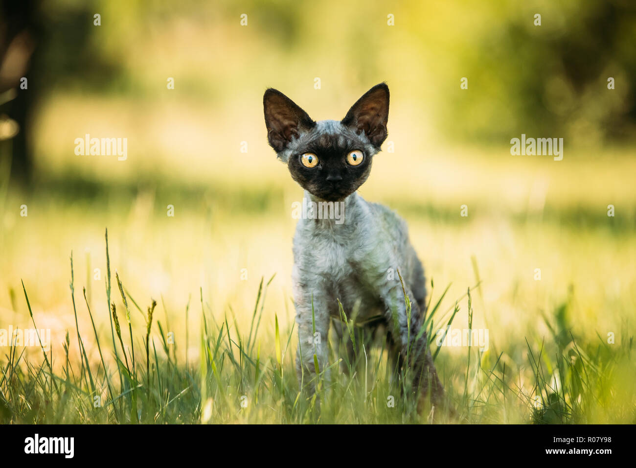 Funny Young Gray Devon Rex Kitten In Green Grass Short Haired Cat