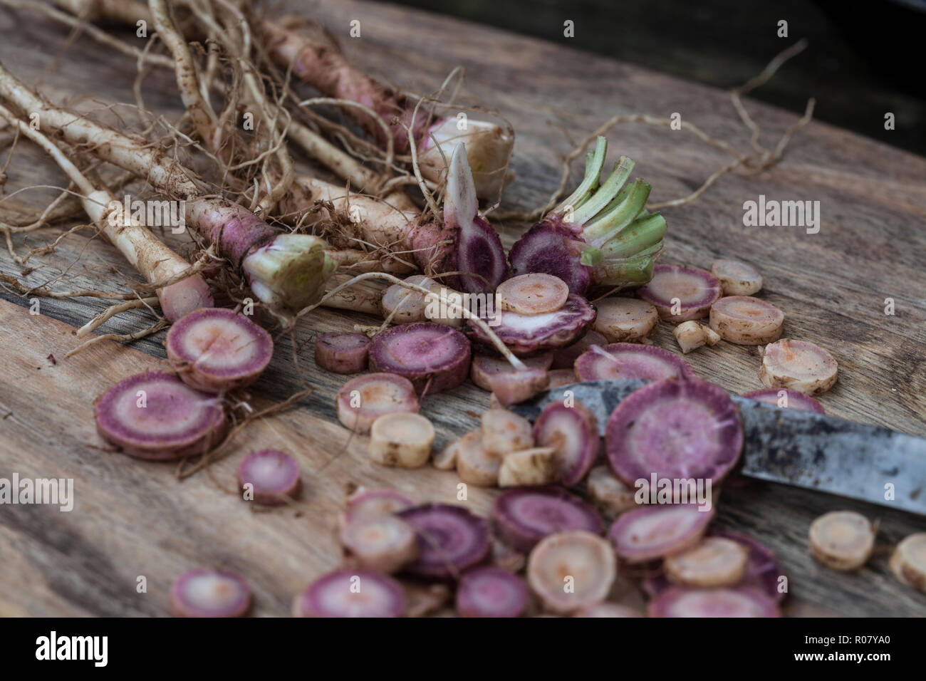 Gewöhnliche Nachtkerze, Wurzel, Wurzeln, Nachtkerze-Wurzel, Nachtkerze-Wurzeln, Nachtkerzen-Wurzel, Nachtkerzen-Wurzeln, Nachtkerzenwurzel, Nachtkerze Stock Photo