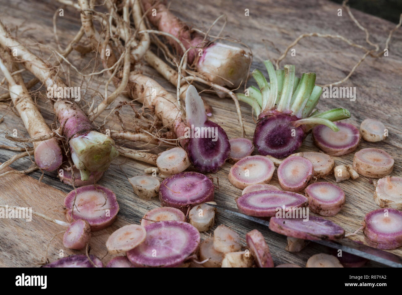 Gewöhnliche Nachtkerze, Wurzel, Wurzeln, Nachtkerze-Wurzel, Nachtkerze-Wurzeln, Nachtkerzen-Wurzel, Nachtkerzen-Wurzeln, Nachtkerzenwurzel, Nachtkerze Stock Photo