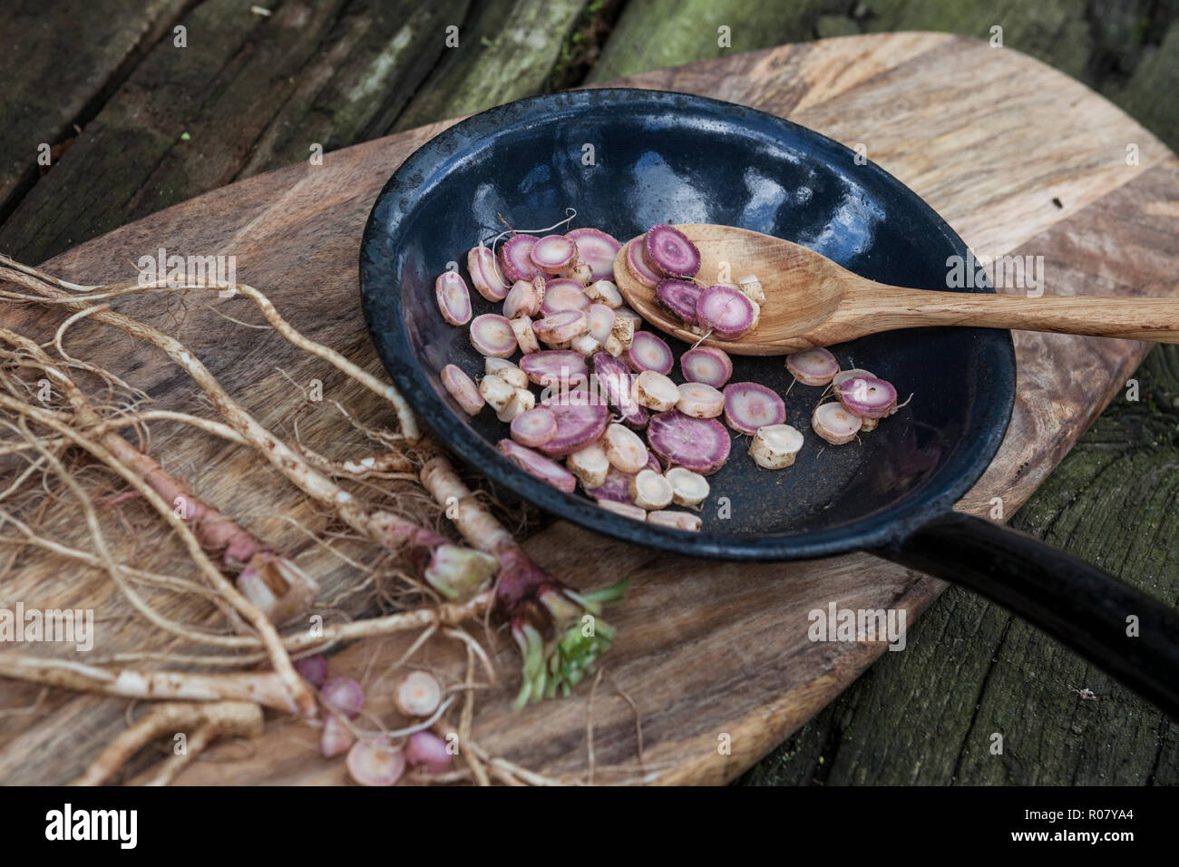 Gewöhnliche Nachtkerze, Wurzel, Wurzeln, Nachtkerze-Wurzel, Nachtkerze-Wurzeln, Nachtkerzen-Wurzel, Nachtkerzen-Wurzeln, Nachtkerzenwurzel, Nachtkerze Stock Photo