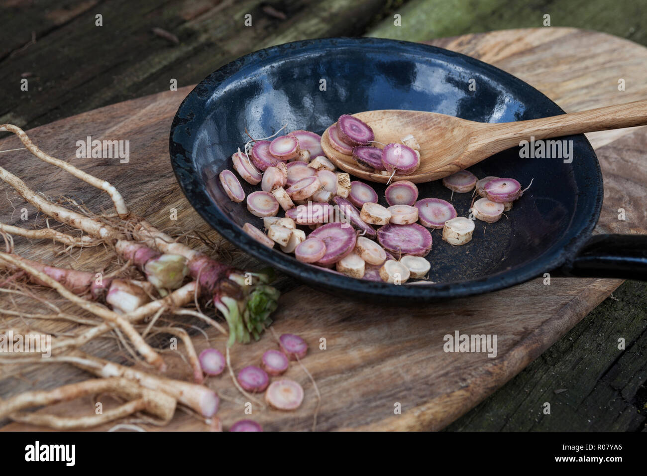 Gewöhnliche Nachtkerze, Wurzel, Wurzeln, Nachtkerze-Wurzel, Nachtkerze-Wurzeln, Nachtkerzen-Wurzel, Nachtkerzen-Wurzeln, Nachtkerzenwurzel, Nachtkerze Stock Photo