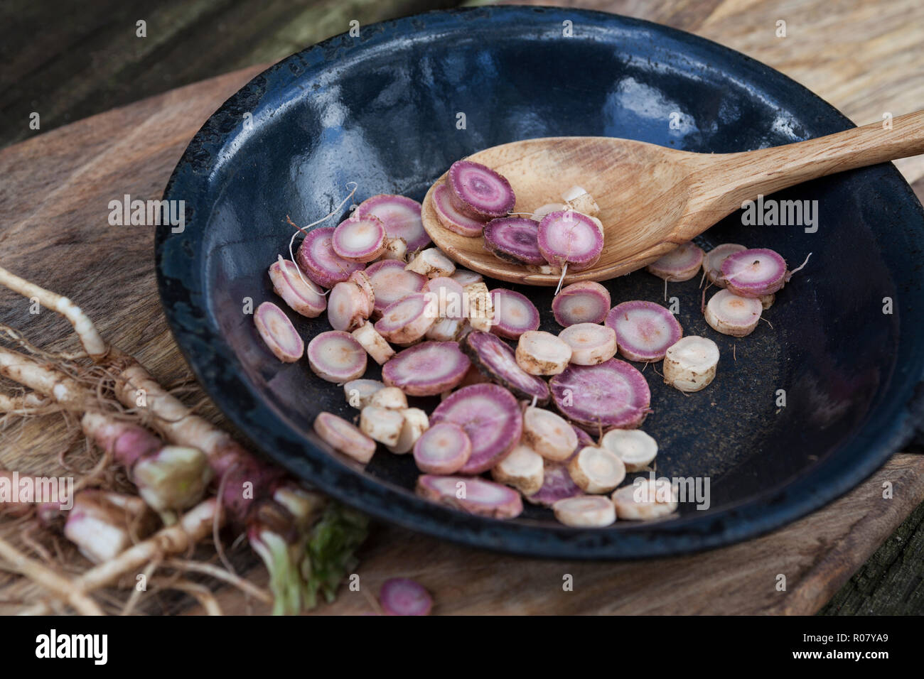 Gewöhnliche Nachtkerze, Wurzel, Wurzeln, Nachtkerze-Wurzel, Nachtkerze-Wurzeln, Nachtkerzen-Wurzel, Nachtkerzen-Wurzeln, Nachtkerzenwurzel, Nachtkerze Stock Photo