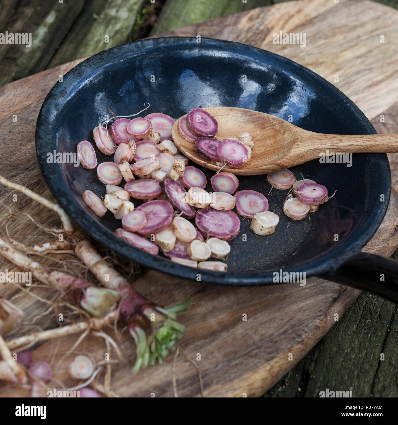 Gewöhnliche Nachtkerze, Wurzel, Wurzeln, Nachtkerze-Wurzel, Nachtkerze-Wurzeln, Nachtkerzen-Wurzel, Nachtkerzen-Wurzeln, Nachtkerzenwurzel, Nachtkerze Stock Photo