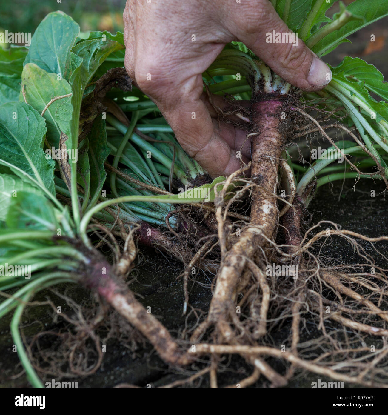 Gewöhnliche Nachtkerze, Wurzel, Wurzeln, Nachtkerze-Wurzel, Nachtkerze-Wurzeln, Nachtkerzen-Wurzel, Nachtkerzen-Wurzeln, Nachtkerzenwurzel, Nachtkerze Stock Photo