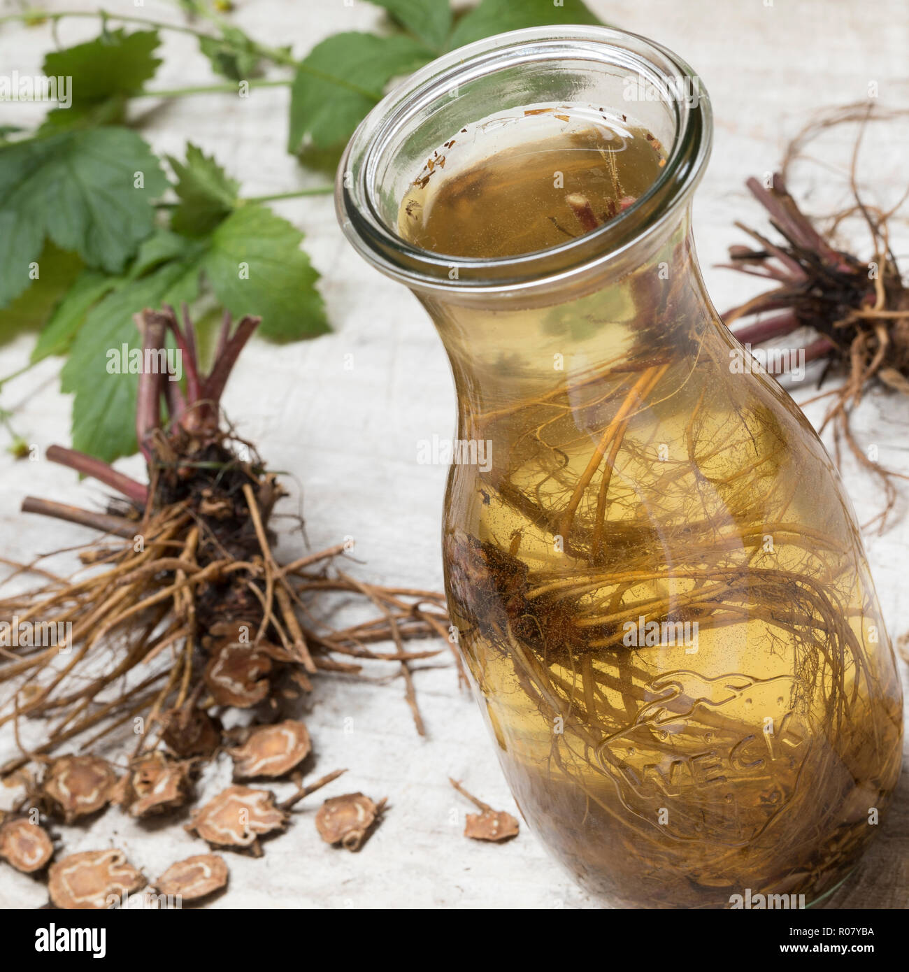 Nelkenwurz-Wein, Nelkenwurzwein, Nelkenwurz-Wurzel, Nelkenwurz-Wurzeln, Wurzel, Wurzel, Wurzeln von Echter Nelkenwurz werden in Wein, Weißwein eingele Stock Photo