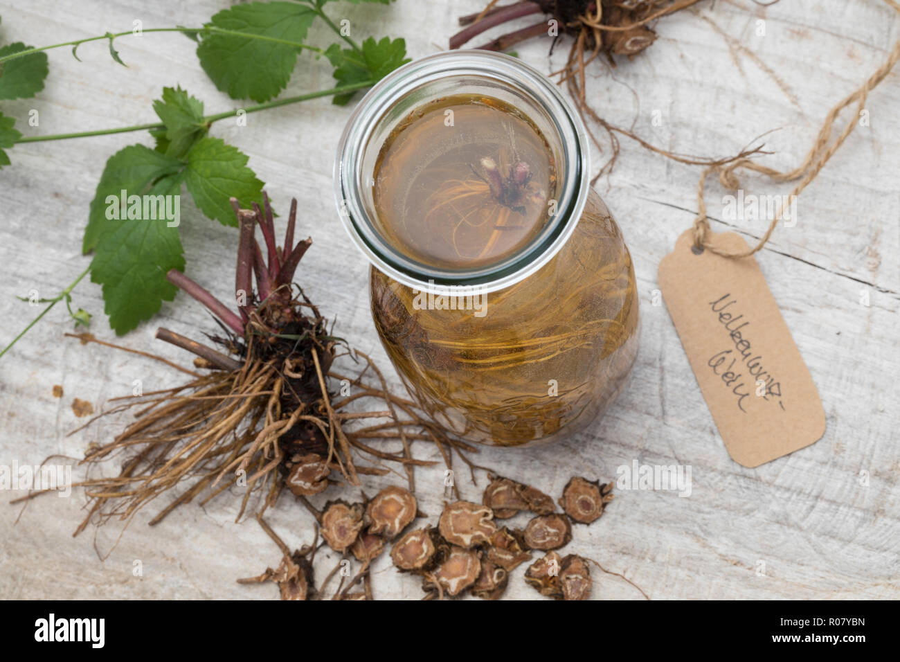 Nelkenwurz-Wein, Nelkenwurzwein, Nelkenwurz-Wurzel, Nelkenwurz-Wurzeln, Wurzel, Wurzel, Wurzeln von Echter Nelkenwurz werden in Wein, Weißwein eingele Stock Photo