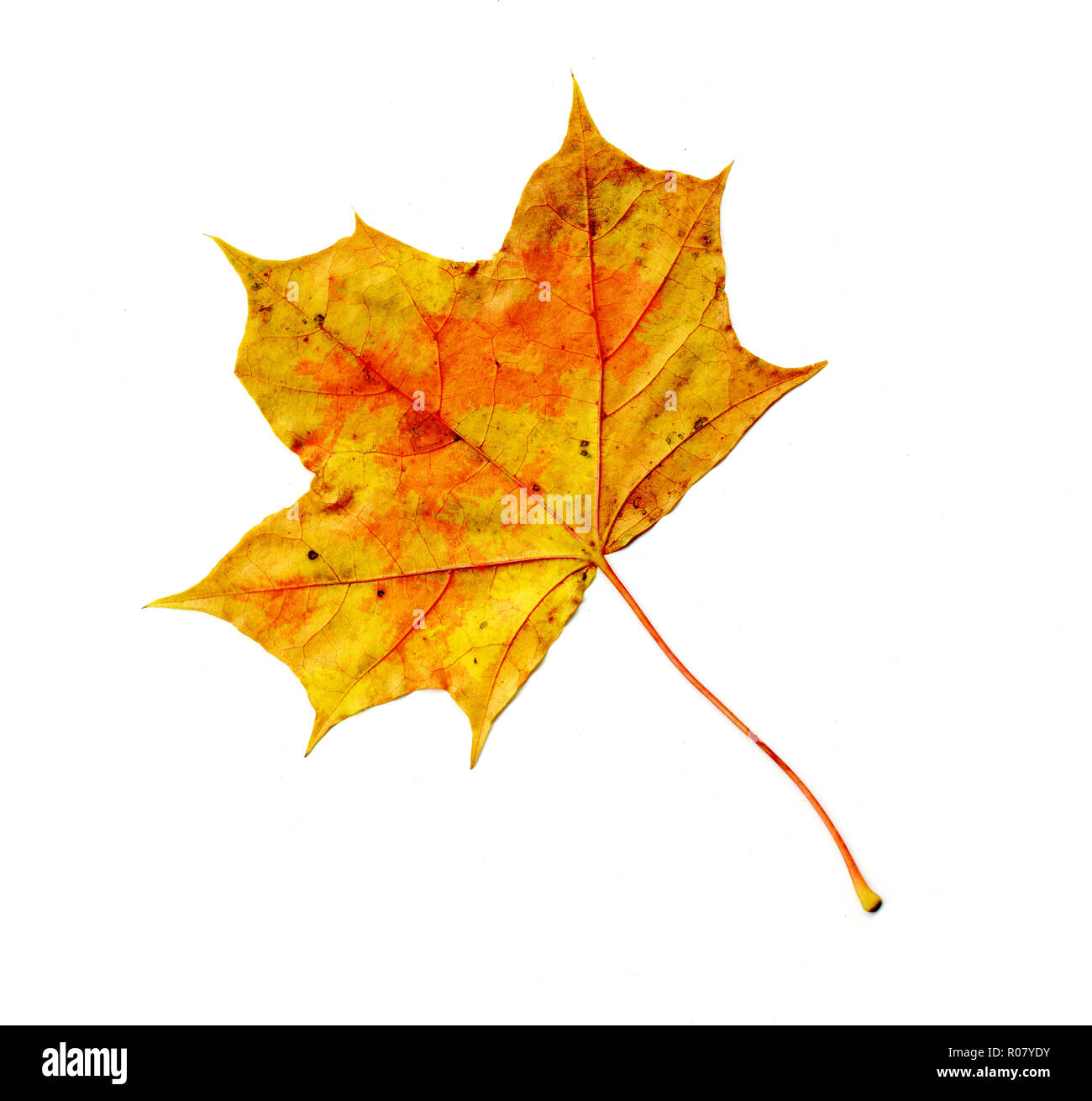 Autumn Leaf Isolated On White Background Stock Photo - Alamy