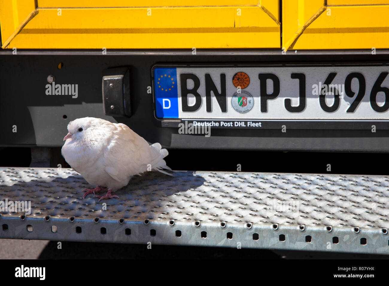 a white pigeon is sitting on the footboard of a DHL parcel service vehicle, Cologne, Germany.  eine weisse Taube sitzt auf dem Trittbrett eines DHL- F Stock Photo