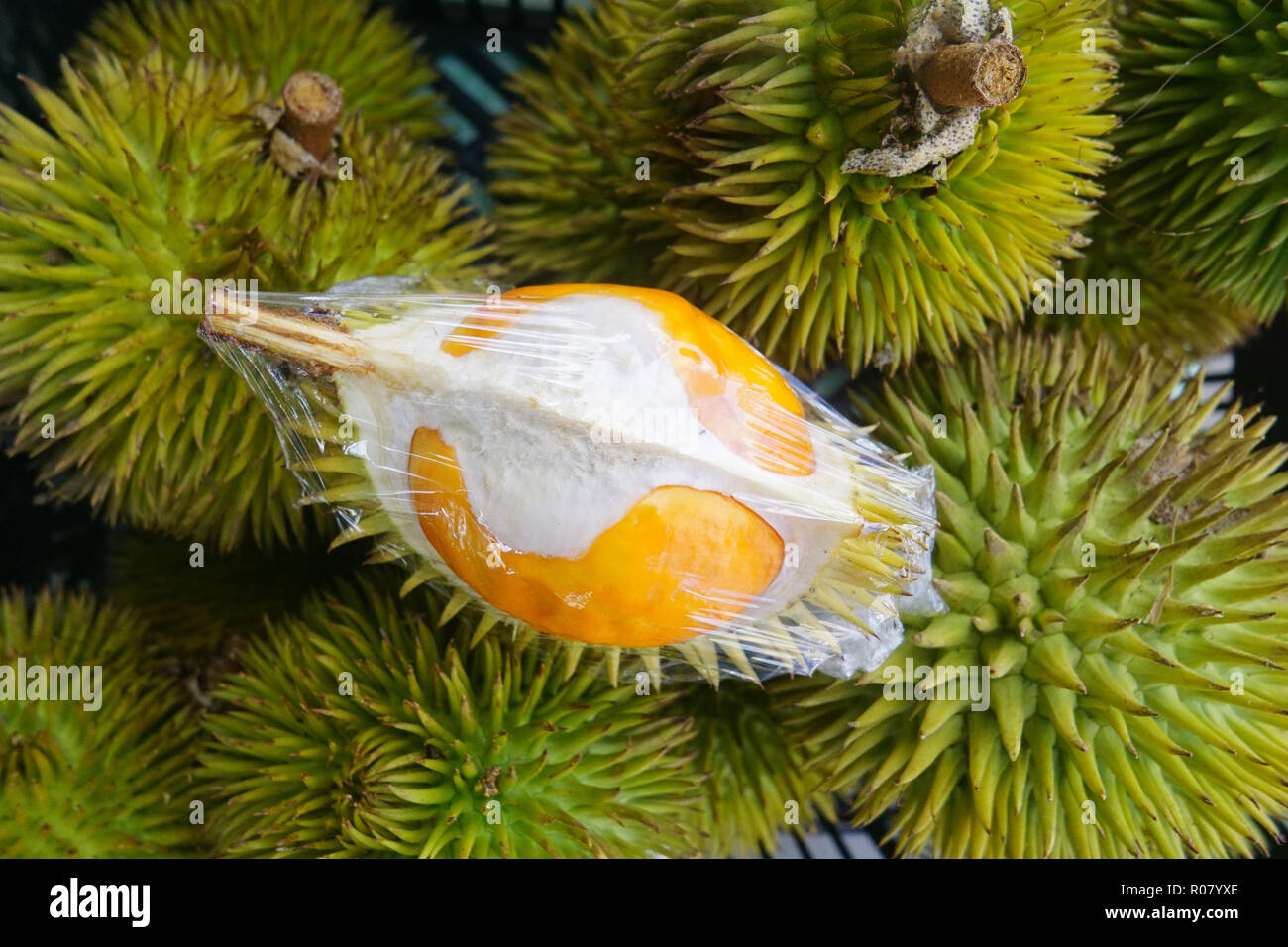 Orange flesh Durian called Dalit in tight composition Stock Photo - Alamy