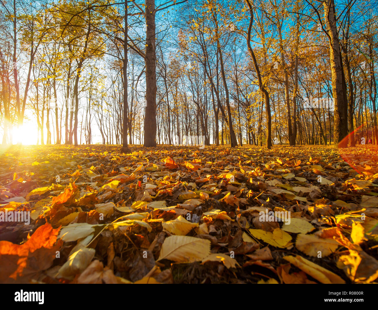 Carpet of yellow leaves hi-res stock photography and images - Alamy