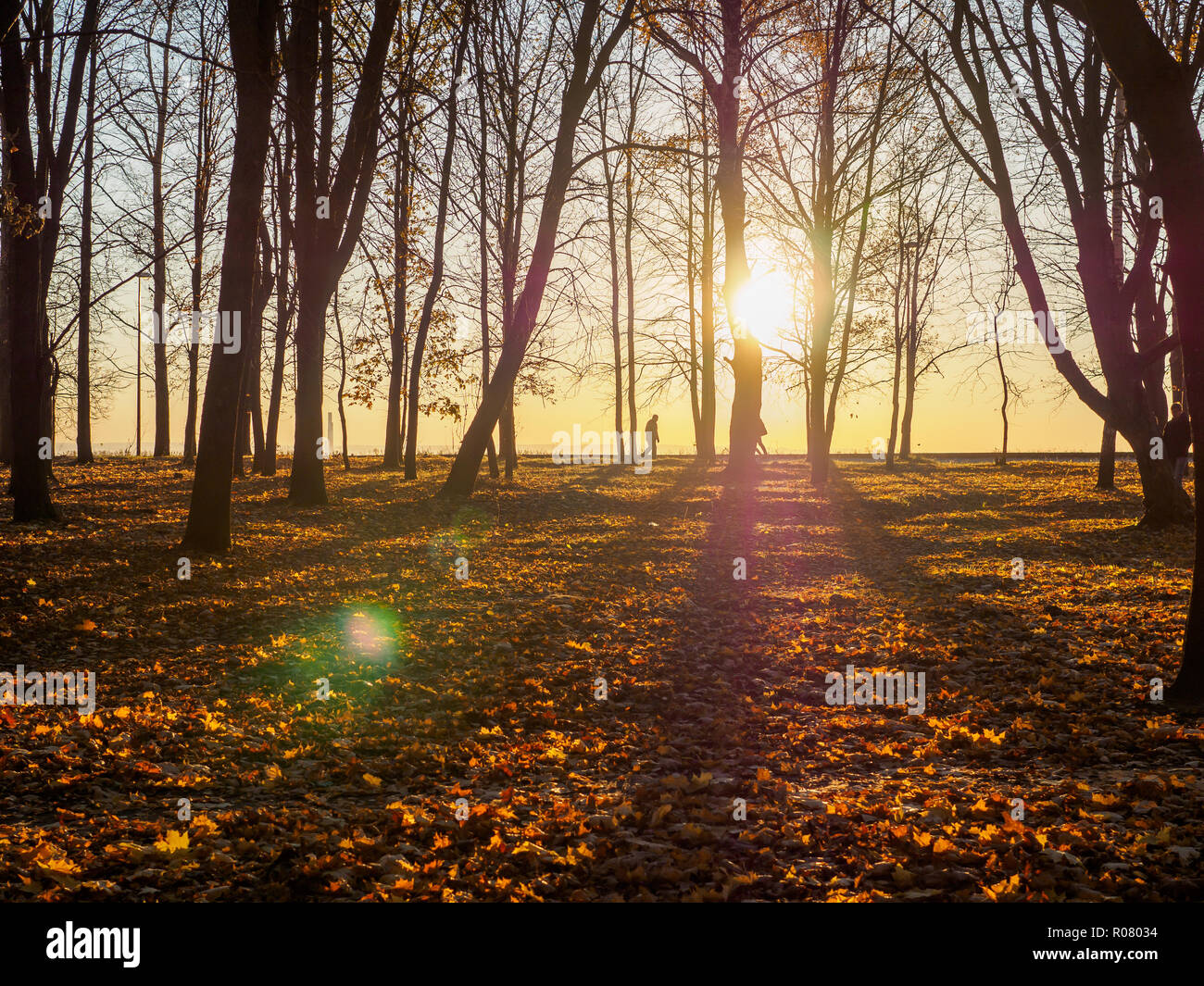 Oak alley sunset hi-res stock photography and images - Alamy
