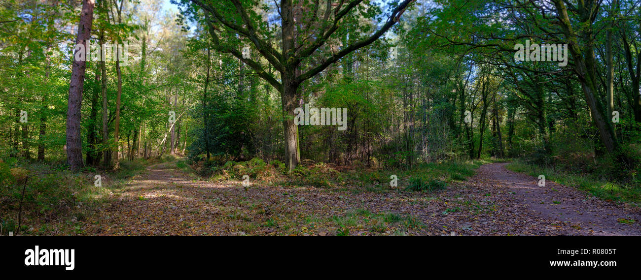 Hundred acre wood hires stock photography and images Alamy