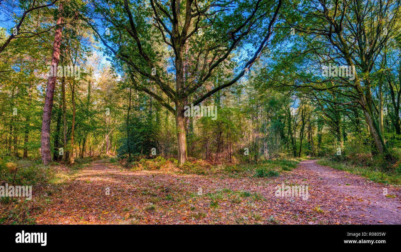 Woodleand path in autumn with fallen leaves and colourful trees, Hundred Acre Woods, Hampshire, UK Stock Photo