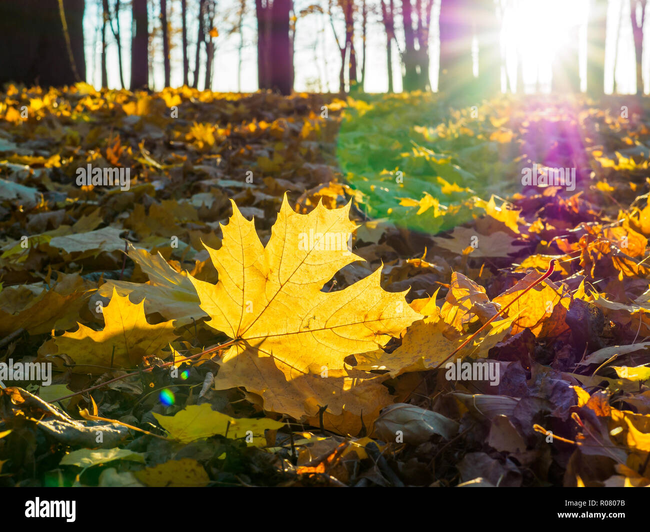 Beautiful bright maple leaf hi-res stock photography and images - Alamy