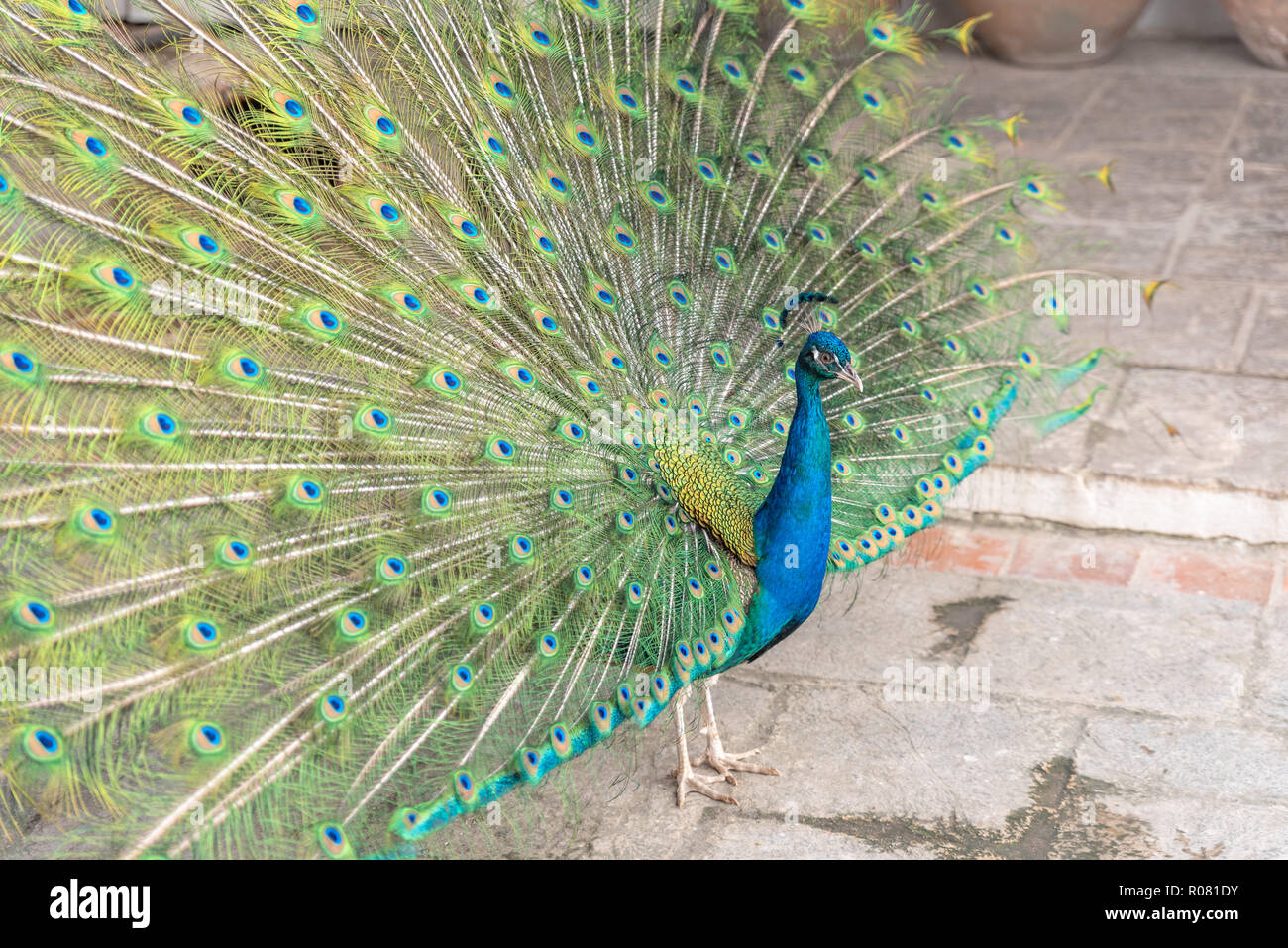 tail of a blue peafowl in Havanna, Cuba Stock Photo