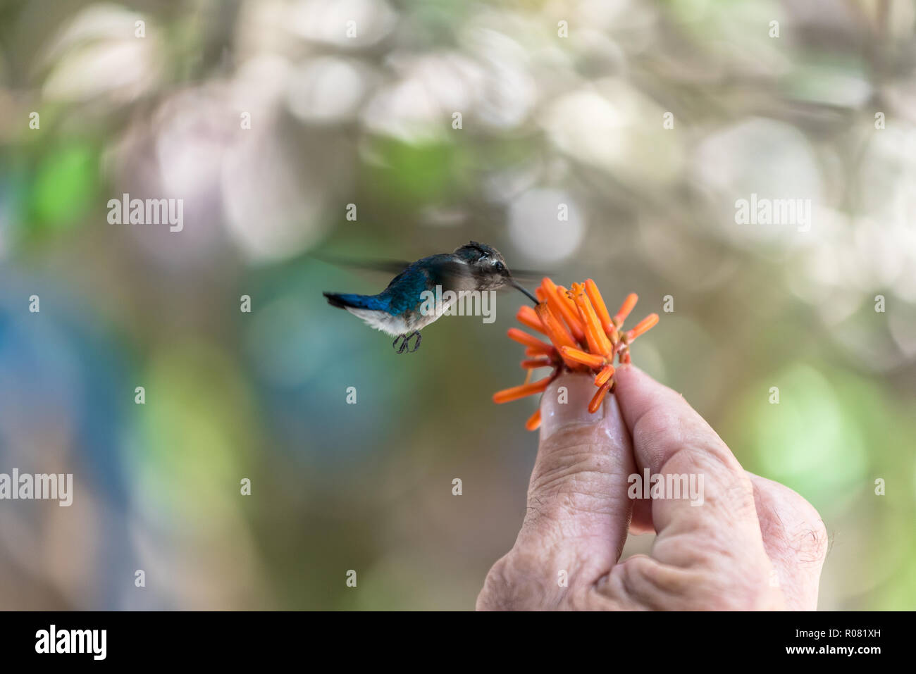flying hummingbird eating nectar from a flower in Cuba Stock Photo