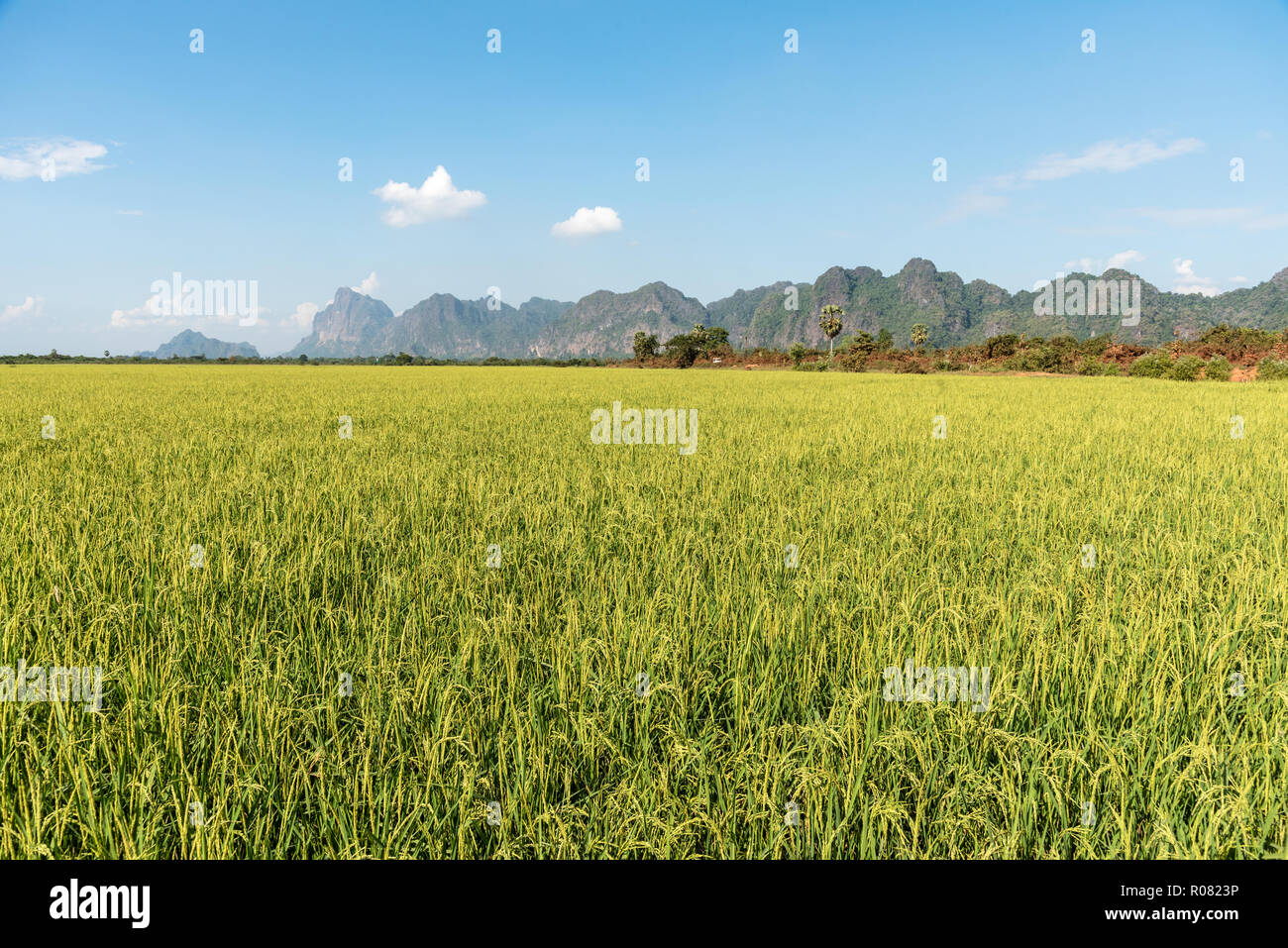wheat field in Hpa An, Myanmar Stock Photo