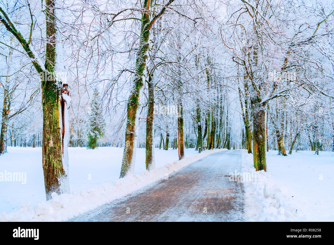 Winter landscape with snowy winter trees along the winter park alley - winter snowy scene in warm pastel tones Stock Photo