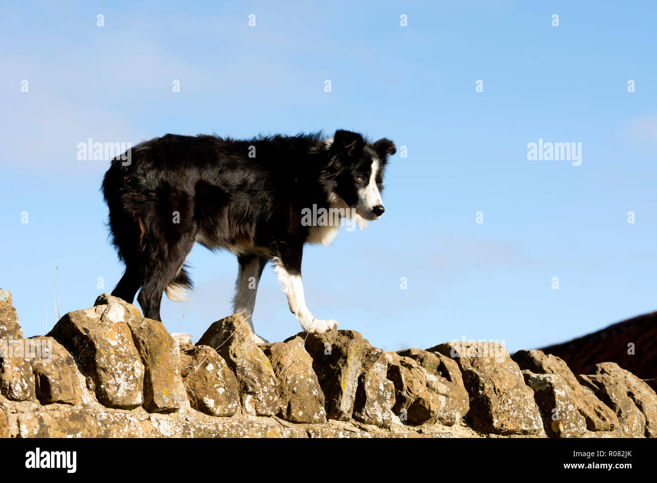A Border Collie dog stood on a rustic stone wall Stock Photo