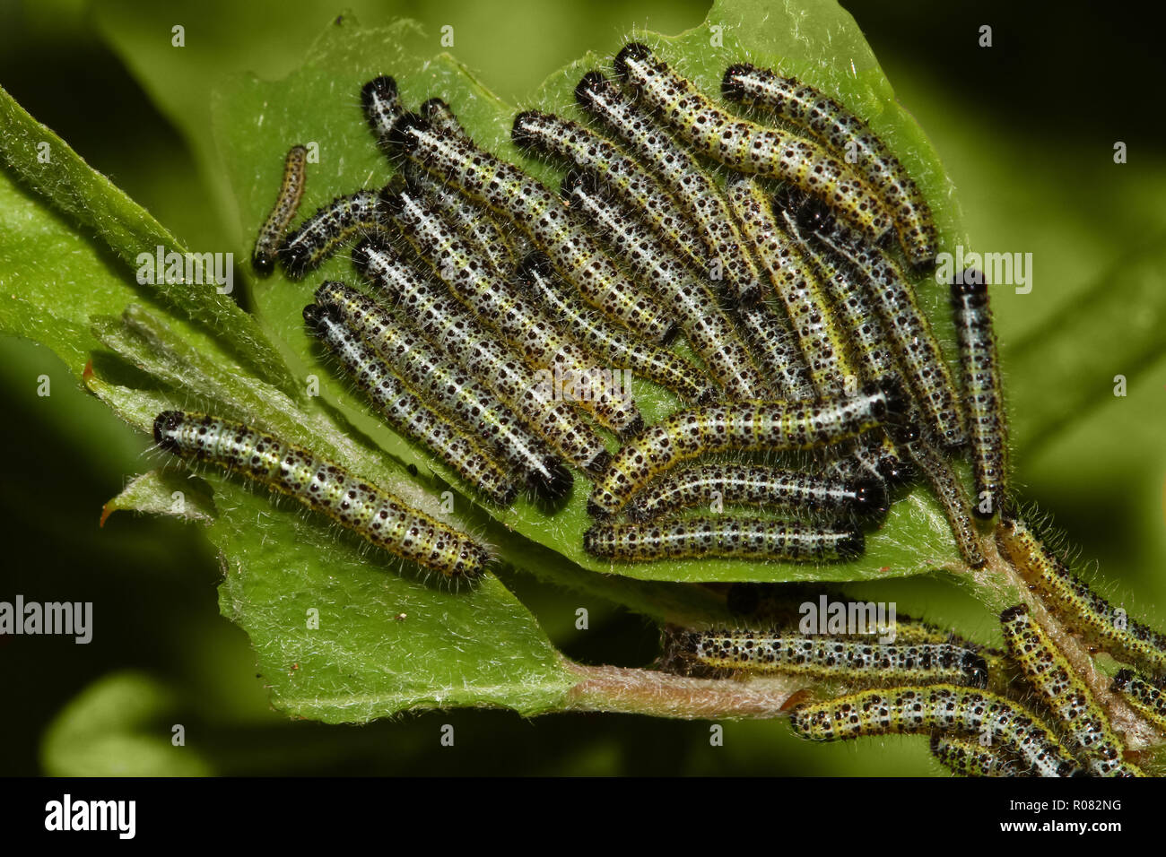 Group of cabbage butterfly caterpillars attacking plant Stock Photo Alamy