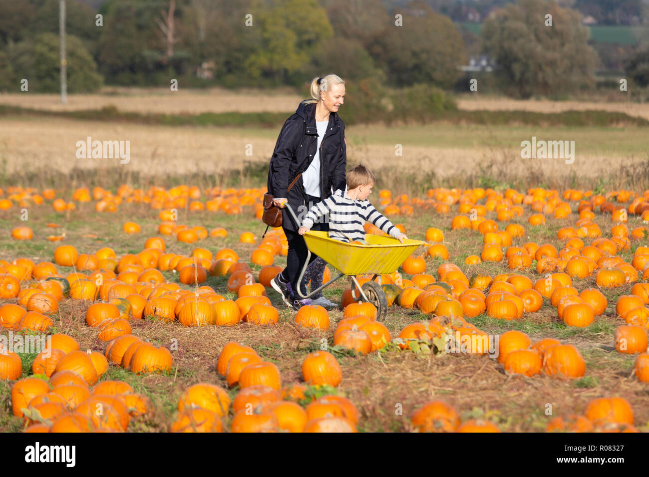 A pick your own pumpkin field at Sevington, Ashford, Kent, UK. Stock Photo