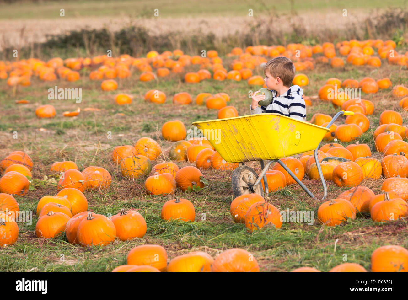 A pick your own pumpkin field at Sevington, Ashford, Kent, UK. Stock Photo