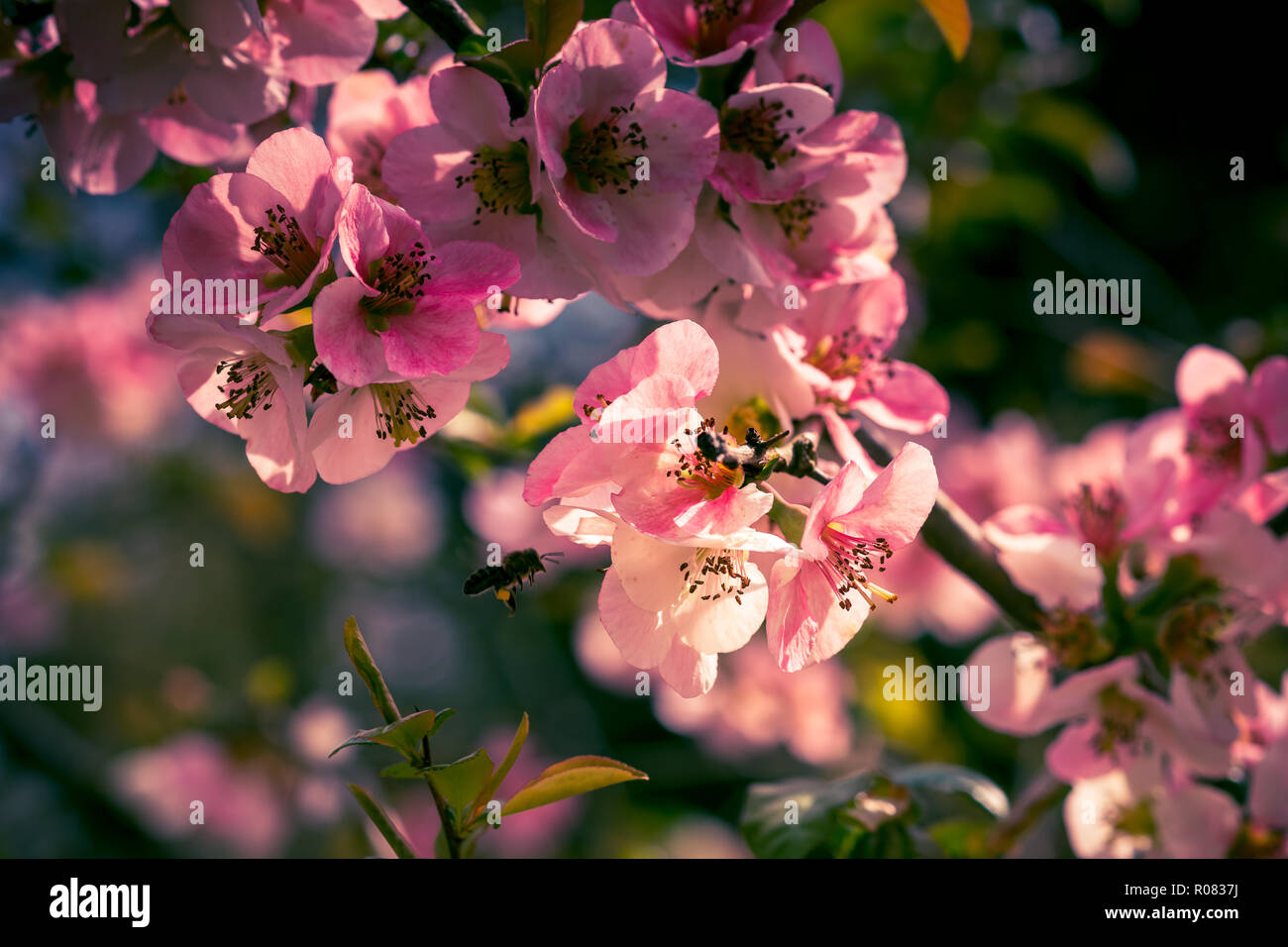 Pink petals of spring flowers on long branches attract insects to