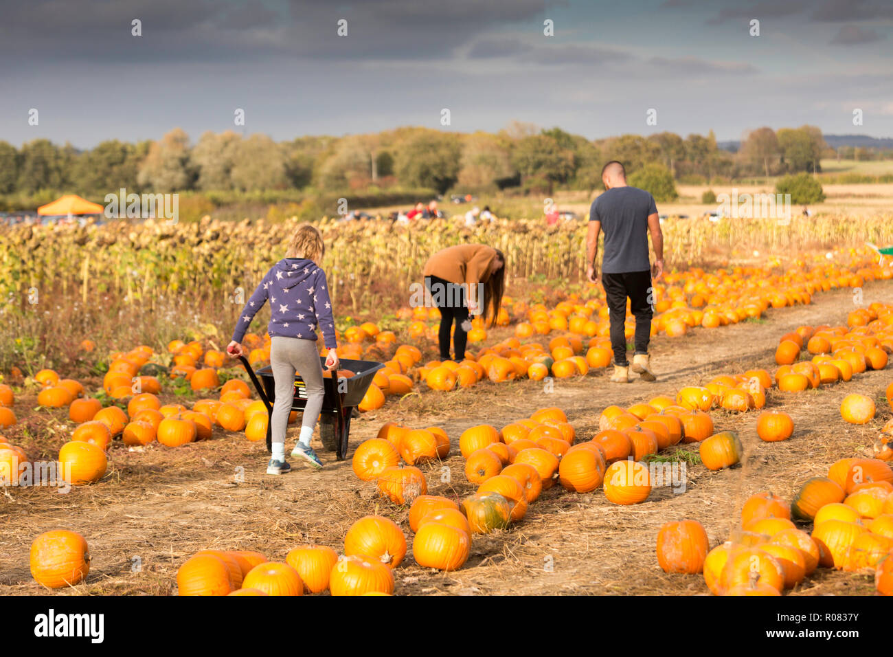 A pick your own pumpkin field at Sevington, Ashford, Kent, UK. Stock Photo