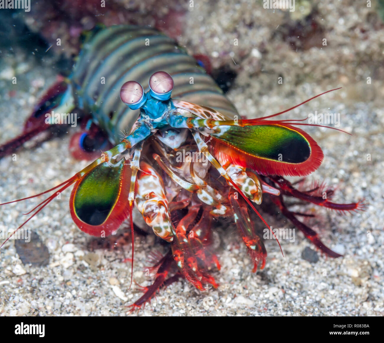 Odontodactylus scyllarus, known as the peacock mantis shrimp, is a large mantis shrimp Stock Photo