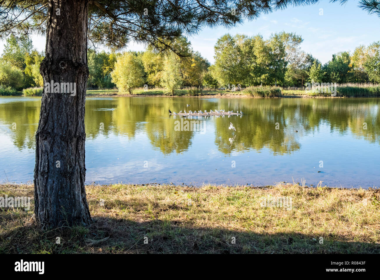 Lake and trees, Rushcliffe Country Park, Ruddington, Nottinghamshire, England, UK Stock Photo