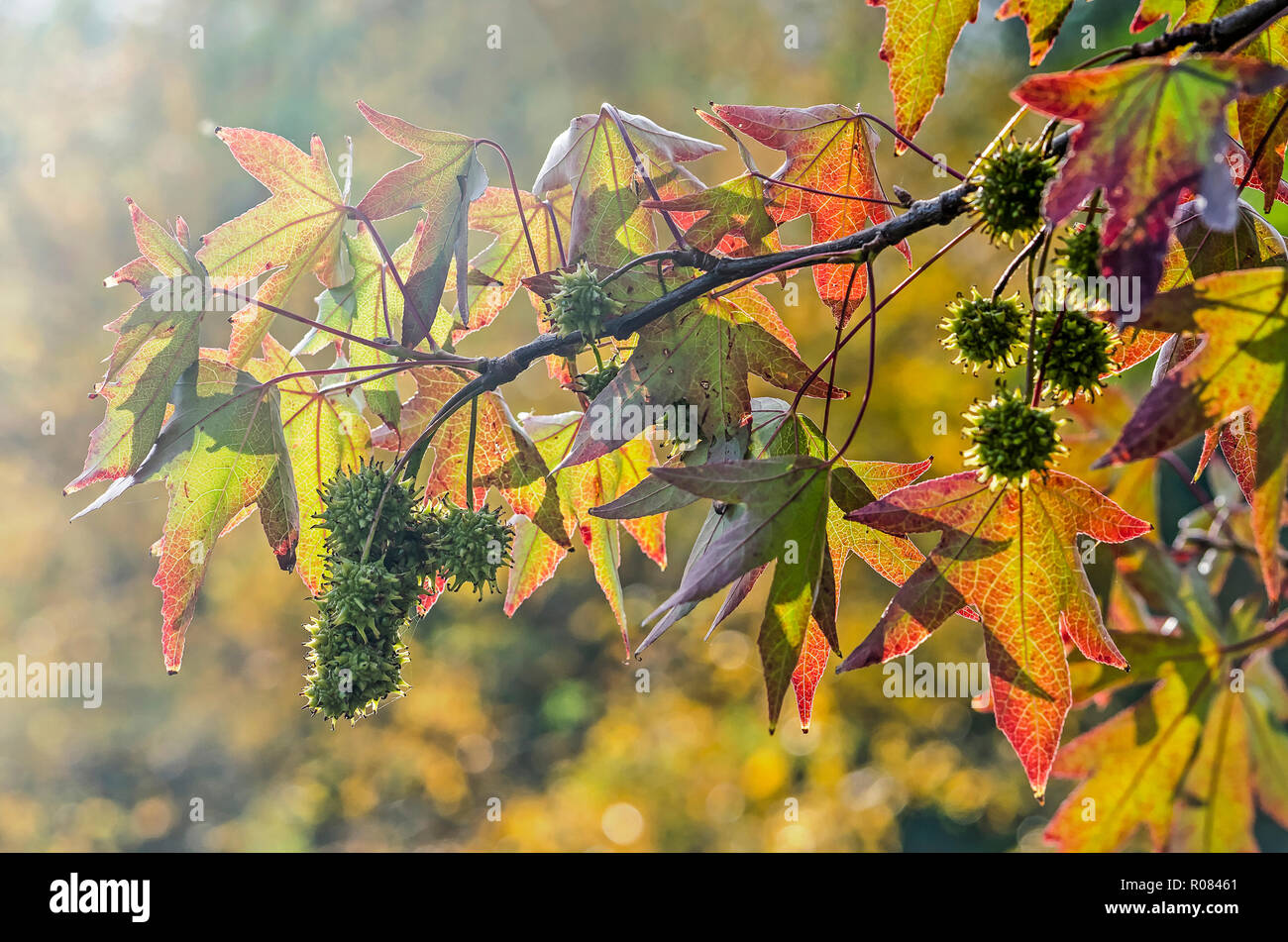 Bright sunlight shining on a branch of a sweet gum tree (liquidambar styraciflua) in autumn with colorful star-shaped leaves and green spiky fruits Stock Photo