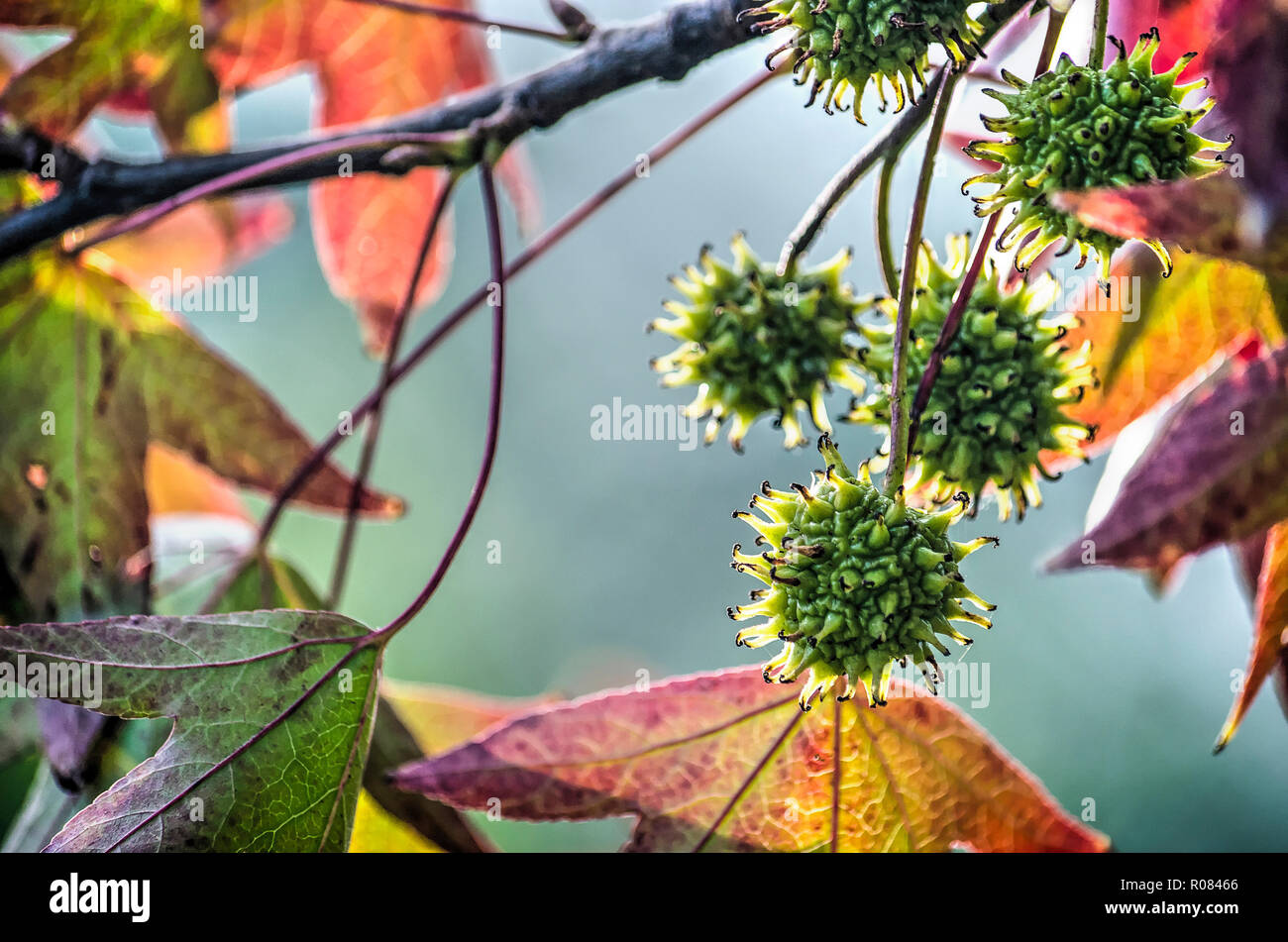 Close-up of the green spiky spherical fruits of a sweet gum tree surrounded by several colorful star-shaped leaves Stock Photo