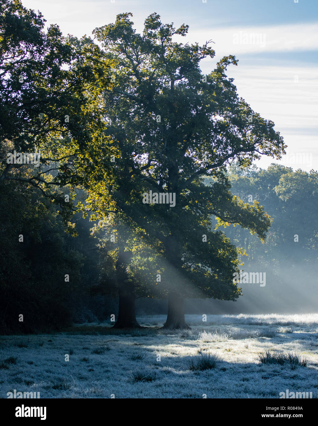Light shining through tree hi-res stock photography and images - Alamy