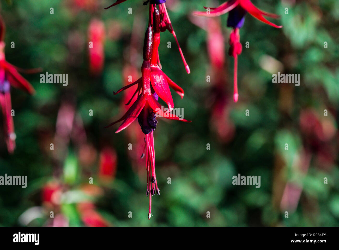 The pendulous teardrop shaped flowers of a fuchsia. Stock Photo