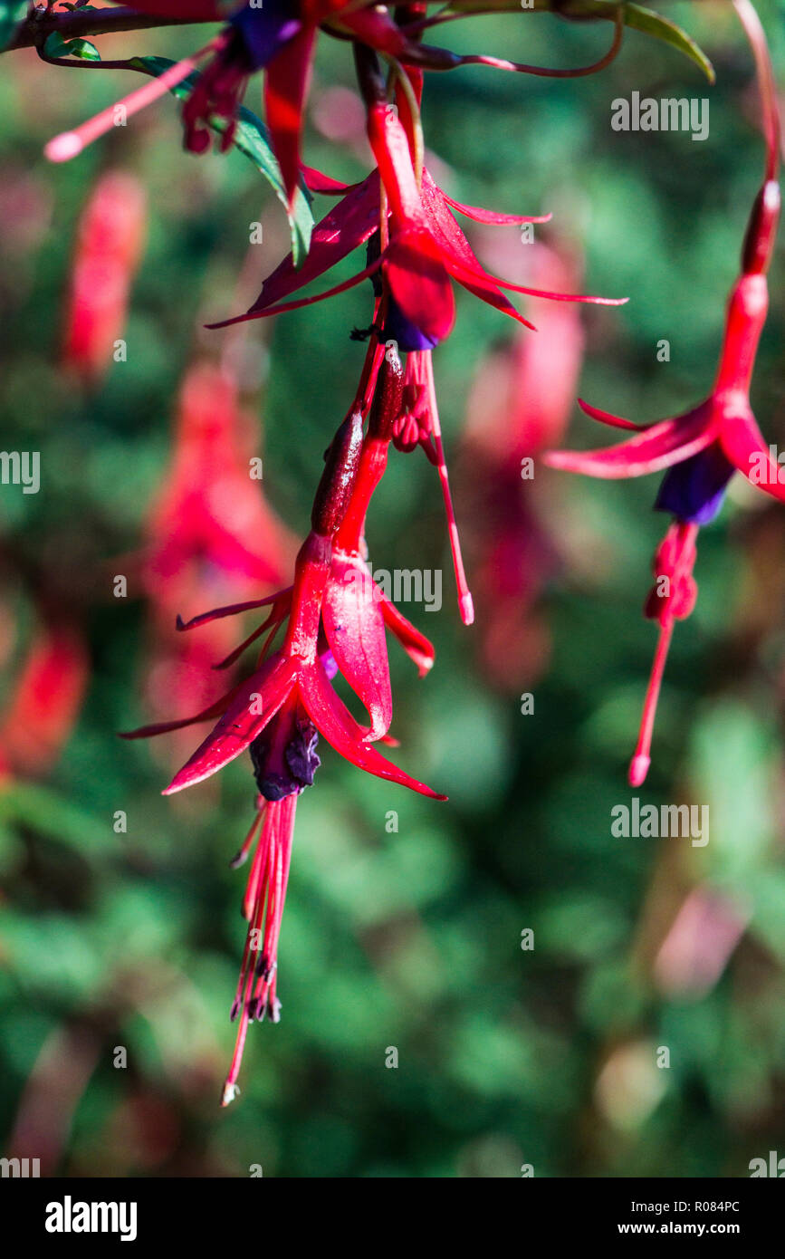The pendulous teardrop shaped flowers of a fuchsia Stock Photo - Alamy
