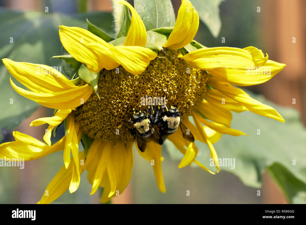 Closeup of a large yellow sunflower growing in a community garden with two carpenter bees collecting pollen, green leaves visible in the background Stock Photo