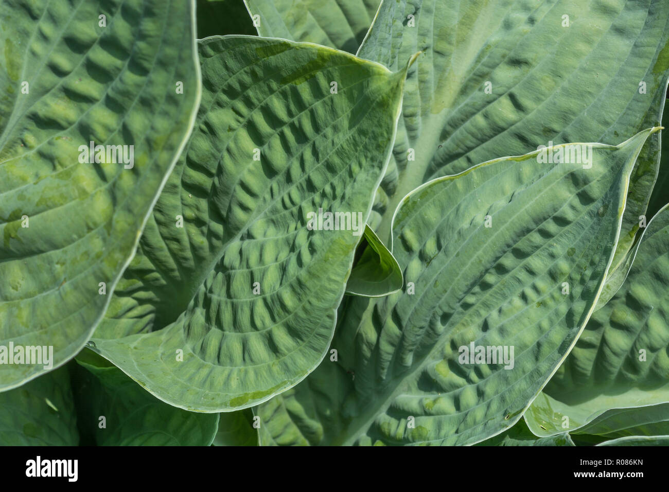 Close-up of Hosta / Plantain Lily / Giboshi leaf foliage in sunshine. Stock Photo