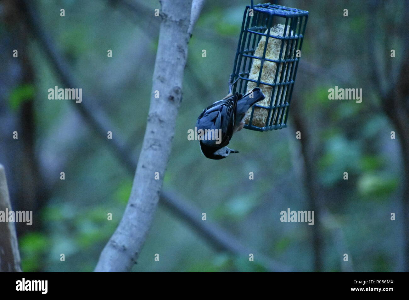 White-Breasted Nuthatch, Sitta carolinensis, hanging upside down from a suet feeder in the forest Stock Photo