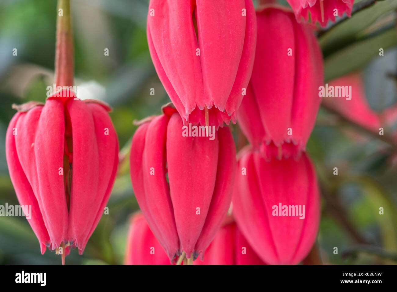 Crimson flowers of the evergreen Chilean Lantern tree / Crinodendron hookerianum (syn. Tricuspidaria hookerianum. Once used in Chilean traditional med Stock Photo