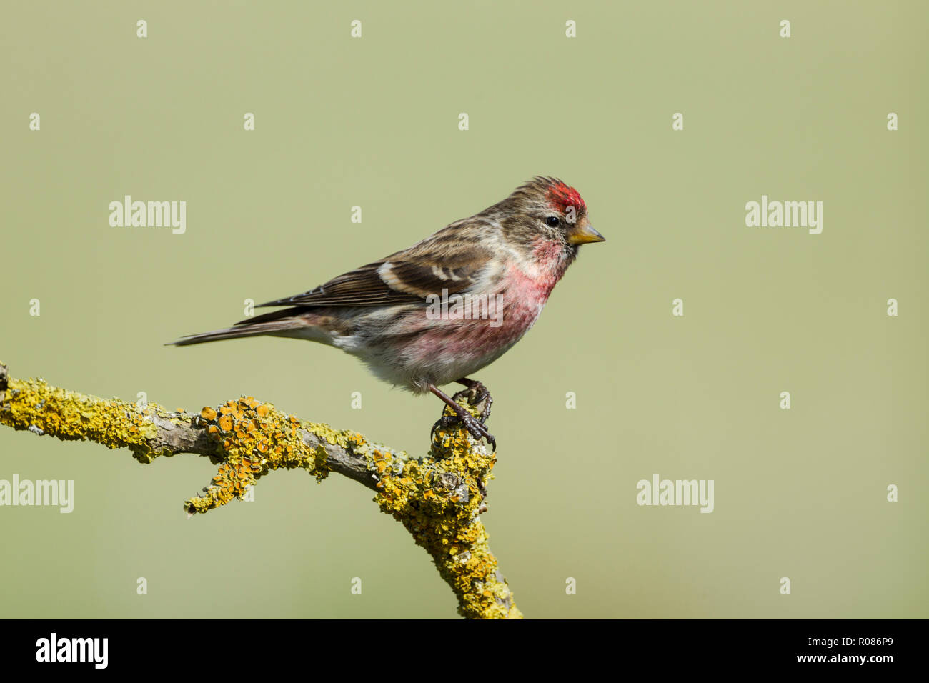 Common redpoll, Latin name Carduelis flammea, perched on a lichen covered twig, set against a pale green backgournd Stock Photo