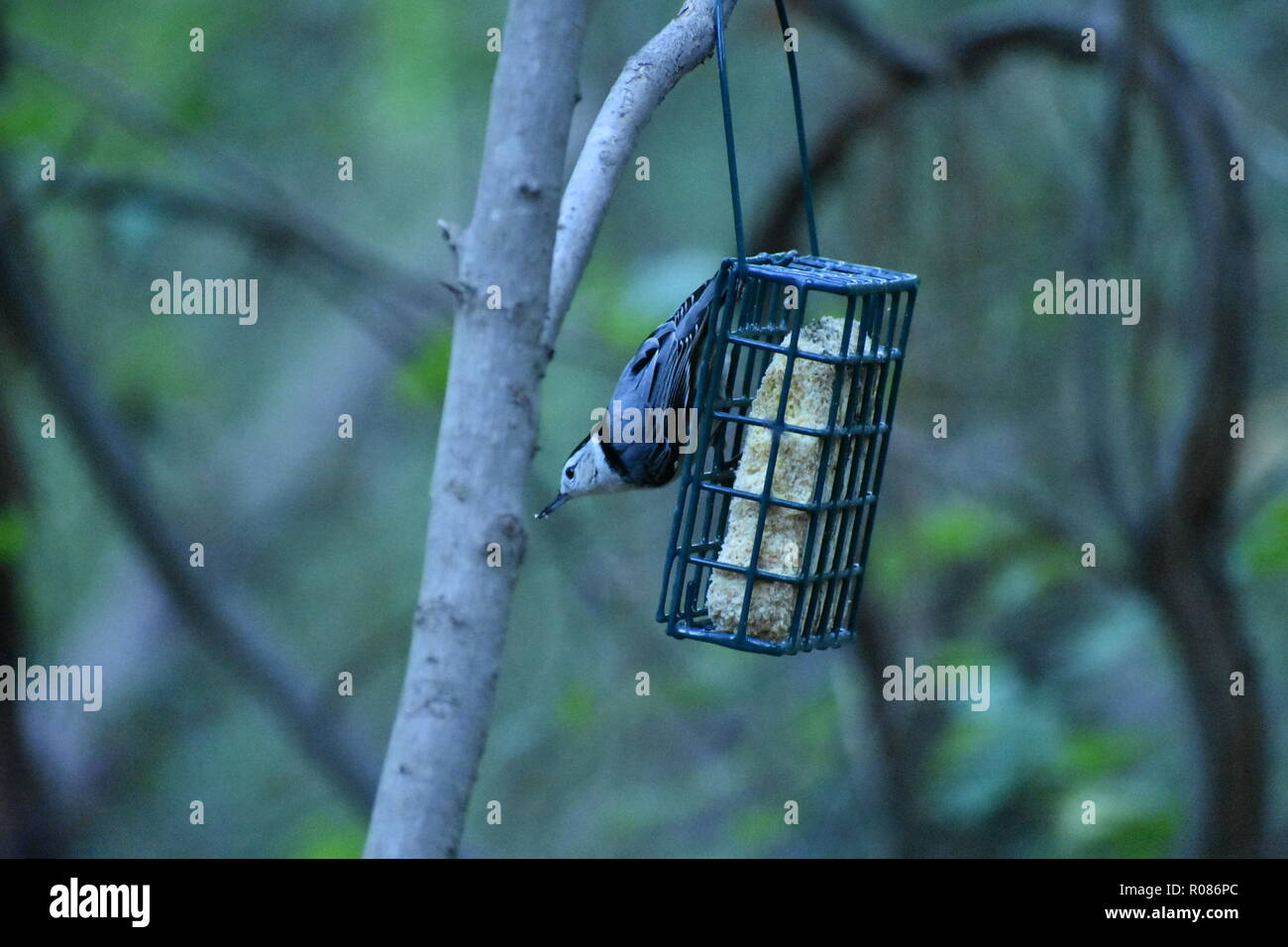 White Breasted Nuthatch Sitta Carolinensis Hanging Upside Down